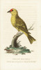 American Yellow Warbler  Setophaga Petechia Poster Print By ® Florilegius / Mary Evans - Item # VARMEL10937781