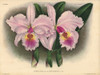 Meulenaereana Variety Of Cattleya Gigas  Lindà Poster Print By ® Florilegius / Mary Evans - Item # VARMEL10939345
