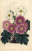 Purple And White Flowers Of The Chinese Primroseà Poster Print By ® Florilegius / Mary Evans - Item # VARMEL10939386