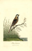 Bearded Reedling  Panurus Biarmicus Poster Print By ® Florilegius / Mary Evans - Item # VARMEL10937312