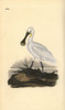 Eurasian Or Common Spoonbill  Platalea Leucorodia Poster Print By ® Florilegius / Mary Evans - Item # VARMEL10936351