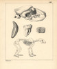 Skeleton  Skull And Tooth Of The Cave Bear  Ursus Spelaeus Poster Print By ® Florilegius / Mary Evans - Item # VARMEL10941138