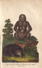 Ursiform Sloth  Ursus Labiatus  And Three-Toedà Poster Print By ® Florilegius / Mary Evans - Item # VARMEL10941230