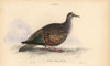 Common Bronzewing  Phaps Chalcoptera Poster Print By ® Florilegius / Mary Evans - Item # VARMEL10938864