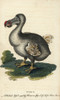 Dodo  Raphus Cucullatus Poster Print By ® Florilegius / Mary Evans - Item # VARMEL10937876