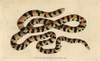 Painted Snake  False Coral Snake Or Pipe Snakeà Poster Print By ® Florilegius / Mary Evans - Item # VARMEL10940872