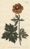 Asiatic Globe Flower With Deep Yellow Flowerà Poster Print By ® Florilegius / Mary Evans - Item # VARMEL10934871