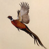 A Common Pheasant Alarmed Poster Print By Malcolm Greensmith ® Adrian Bradbury/Mary Evans - Item # VARMEL10271302