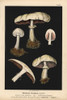 Horse Mushroom  Agaricus Arvensis  Edible Poster Print By ® Florilegius / Mary Evans - Item # VARMEL10939300