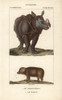 Indian Rhino  Rhinoceros UnicornisÀ Poster Print By ® Florilegius / Mary Evans - Item # VARMEL10939019