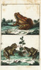 Common Brown Frog  Rana Temporaria Poster Print By ® Florilegius / Mary Evans - Item # VARMEL10941760
