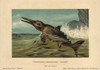 Ichthyosaurus Communis  Extinct Nektonic Carnivoreà Poster Print By ® Florilegius / Mary Evans - Item # VARMEL10937760