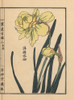 Suisen Or Daffodil Species  Narcissus Pseudonarcissus Poster Print By ® Florilegius / Mary Evans - Item # VARMEL10938721