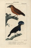 Capuchinbird  Perissocephalus Tricolor  Andà Poster Print By ® Florilegius / Mary Evans - Item # VARMEL10938945