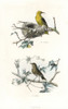 Golden Oriole And Song Thrush Poster Print By ® Florilegius / Mary Evans - Item # VARMEL10935796