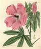 Splendid Hibiscus  Hibiscus Splendens Poster Print By ® Florilegius / Mary Evans - Item # VARMEL10934968