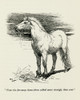 Illustration By Cecil Aldin  The Wild Horses Of Iceland Poster Print By Mary Evans Picture Library - Item # VARMEL10982177