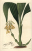 Clustered Calanthe Orchid  Calanthe Densiflora Poster Print By ® Florilegius / Mary Evans - Item # VARMEL10940133