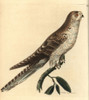 Spotted Eagle-Owl  Bubo Africanus Poster Print By ® Florilegius / Mary Evans - Item # VARMEL10940820