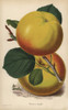 Stone'S Apple  Malus Domestica Variety Poster Print By ® Florilegius / Mary Evans - Item # VARMEL10936689
