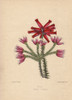 Erica Varieties: Pink Thomsonii And Scarlet Mooreana Heaths Poster Print By ® Florilegius / Mary Evans - Item # VARMEL10936930