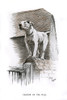 Bull Terrier Standing On A Wall Poster Print By Mary Evans Picture Library - Item # VARMEL10957343