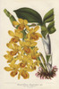Yellow Dendrobium Orchid  Dendrobium Chrysotoxum Lindl Poster Print By ® Florilegius / Mary Evans - Item # VARMEL10938669
