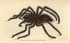 Bird-Catching Spider Or Pink-Toed Tarantulaà Poster Print By ® Florilegius / Mary Evans - Item # VARMEL10940833