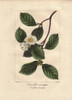 Christmas Camellia  Camellia Sasanqua  Native To Japan Poster Print By ® Florilegius / Mary Evans - Item # VARMEL10934610