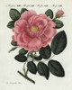 Large Flowered Damask Rose  Rosa Damascena Grandiflora Poster Print By ® Florilegius / Mary Evans - Item # VARMEL10934589