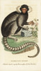 Common Marmoset  Callithrax Jacchus Poster Print By ® Florilegius / Mary Evans - Item # VARMEL10937975 Common Marmoset  Callithrax Jacchus Poster Print By ® Florilegius / Mary Evans - Item # VARMEL10937975