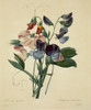 Lathyrus Odoratus  Sweet Pea Poster Print By Mary Evans / Natural History Museum - Item # VARMEL10704945
