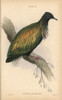 Nicobar Pigeon  Caloenas Nicobarica  Near Threatened Poster Print By ® Florilegius / Mary Evans - Item # VARMEL10938871