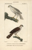 Grey Goshawk  Accipiter Novaehollandiae  Andà Poster Print By ® Florilegius / Mary Evans - Item # VARMEL10938884
