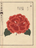 Scarlet Camellia  Kahei  Thea Japonica Noisà Poster Print By ® Florilegius / Mary Evans - Item # VARMEL10938625