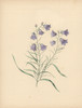 Harebell  Campanula Rotundifolia Poster Print By ® Florilegius / Mary Evans - Item # VARMEL10934571
