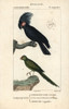 Palm Or Goliath Cockatoo  Probosciger Aterrimusà Poster Print By ® Florilegius / Mary Evans - Item # VARMEL10939001