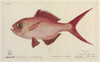 Lutjanus Campechanus  Red Snapper Poster Print By Mary Evans / Natural History Museum - Item # VARMEL10716286