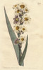 Streaked Flowered Marica With White  Yellowà Poster Print By ® Florilegius / Mary Evans - Item # VARMEL10935107