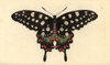 Madagascar Giant Swallowtail Butterfly  Pharmacophagusà Poster Print By ® Florilegius / Mary Evans - Item # VARMEL10940321
