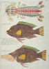 Colourful Illustration Of Of Two Fish And A Crustacean Poster Print By Mary Evans / Natural History Museum - Item # VARMEL10708254
