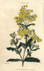 Yellow Flowered Calceolaria Rugosa Poster Print By ® Florilegius / Mary Evans - Item # VARMEL10939406