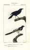 Satin Bowerbird  Ptilonorhynchus Violaceusà Poster Print By ® Florilegius / Mary Evans - Item # VARMEL10936120