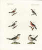 Species Of Shrikes Poster Print By ® Florilegius / Mary Evans - Item # VARMEL10934751