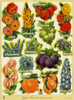 Fruit Scraps Poster Print By Mary Evans Picture Library/Peter & Dawn Cope Collection - Item # VARMEL10554524