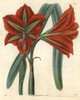 Glaucous-Leaved  Broad-Petaled Amaryllis  Amaryllisà Poster Print By ® Florilegius / Mary Evans - Item # VARMEL10934947