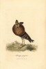 Ruff  Philomachus Pugnax Poster Print By ® Florilegius / Mary Evans - Item # VARMEL10937336