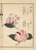 White And Pink Camellias  Sarukaze And Sekimorià Poster Print By ® Florilegius / Mary Evans - Item # VARMEL10938589