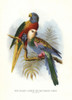 Rainbow Lorikeet  Trichoglossus Moluccanusà Poster Print By ® Florilegius / Mary Evans - Item # VARMEL10939129