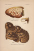 Birch Bracket Mushroom  Polyporus Betulinusà Poster Print By ® Florilegius / Mary Evans - Item # VARMEL10936428